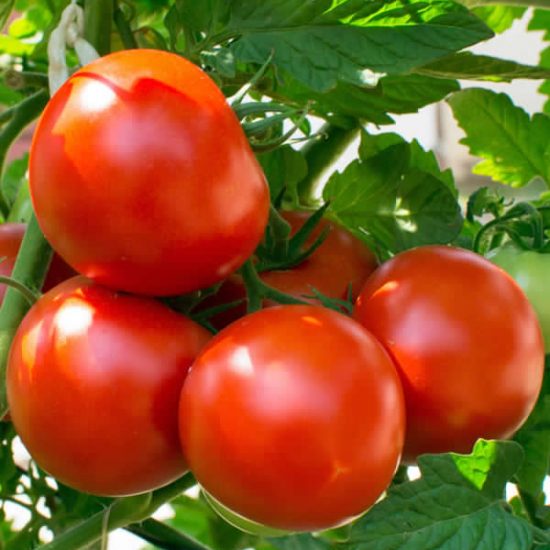 Tomato